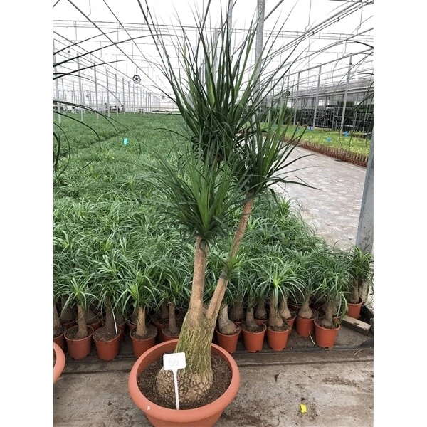 drachenbaum lat Dracaena Draco XL 220cm, kanarischer Drachenbaum – toskanagartenshop
