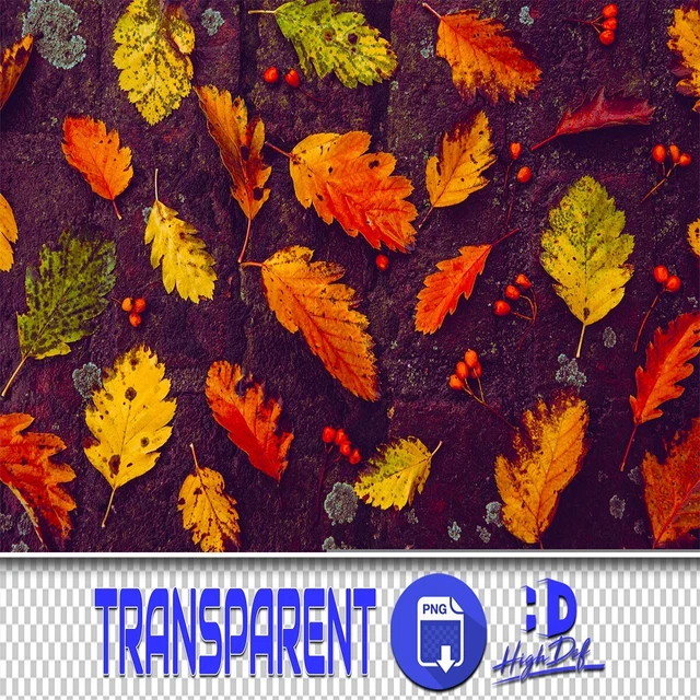 400 Hojas De Otoño Transparentes Archivos Png Photoshop Superposiciones Fondos Fondos