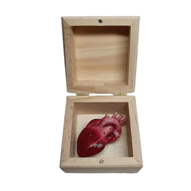 1 juego de adornos en forma de corazón de alta simulación multipropósito corazón humano pequeño
