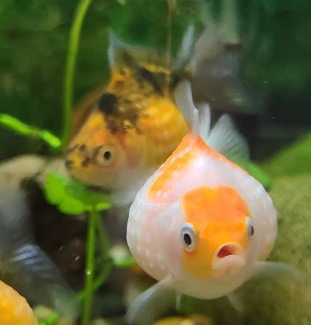 Live Pearlscale Fancy Goldfish (1.5" Freshwater Aquarium Fish)  *PLS READ DESCR*