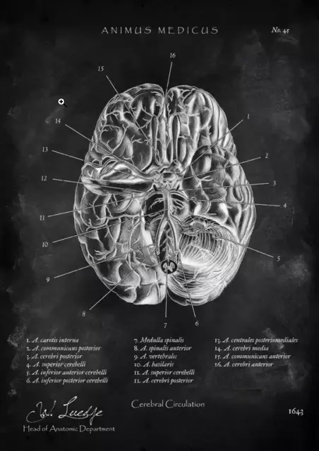 Animus-Medicus Chalkboard 5x Poster A2 Medizin Anatomie Körper Mensch | NEU 3