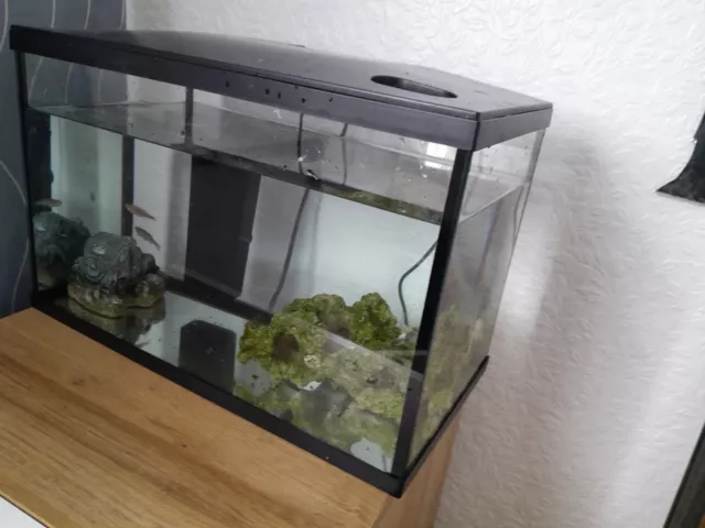 Small Fish Tank With Fish