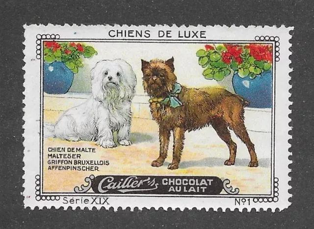 1931 France Nestle Cailler Kohler Dog Card BRUSSELS GRIFFON BRUXELLOIS MALTESE