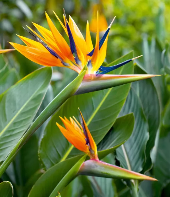 Paradiesvogel-Blume Strelitzie,1 Pflanze Strelitzia reginae