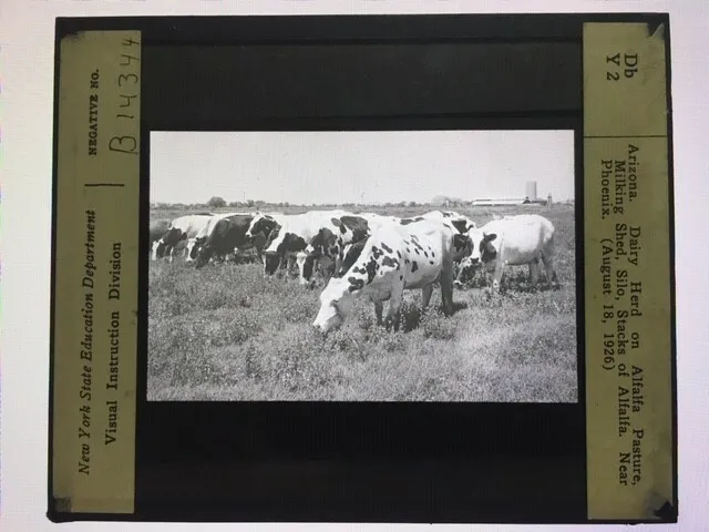 Vintage Glass Magic Lantern Slide  ARIZONA Cows Herd near Phoenix 1926