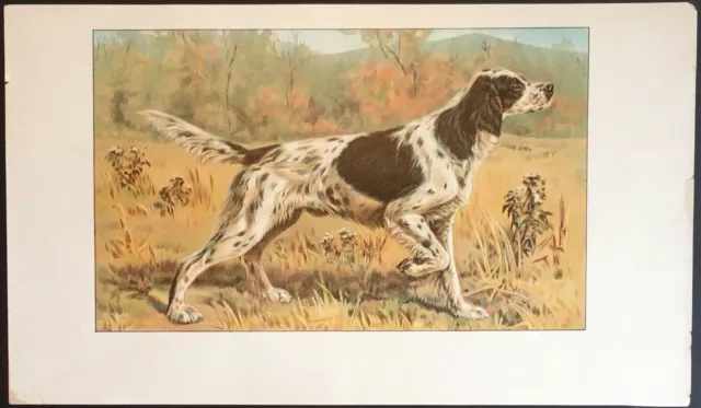 Irish Setter Hunting Dog ~ Color Lithographed Cigar Label w/o Advertising