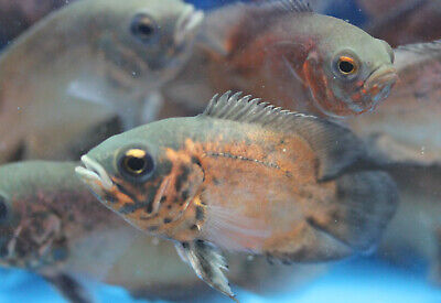 Live Red Oscar Cichlid for fish tank aquarium