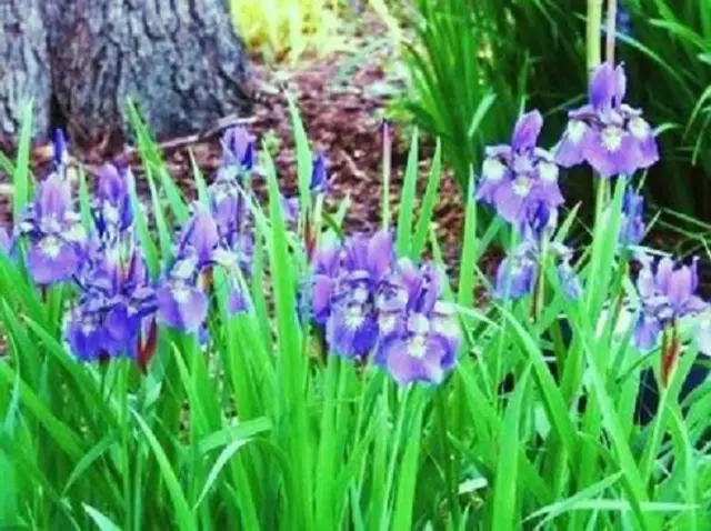 SIBERIAN IRIS SIBERICA - 500+ MIXED COLOR SEEDS -  NEW CROP! MADE in USA - LOOK!