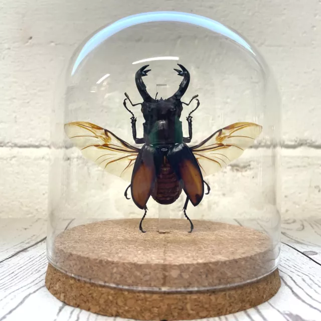 Giant Black Stag Beetle (Dorcus titanus) Glass Bell Cloche Dome Display Insect