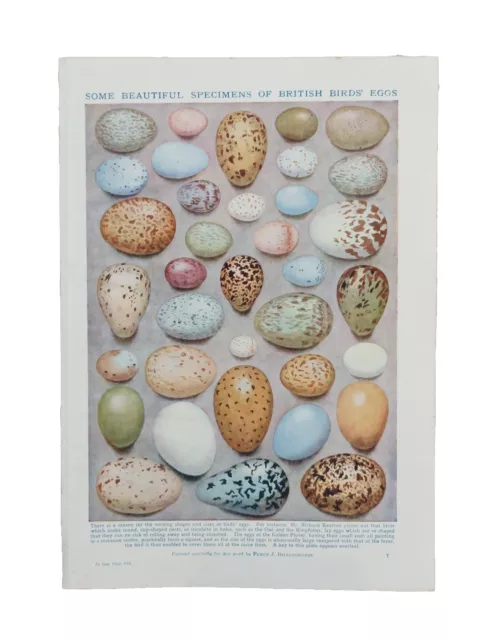 Genuine Vintage 1930s Egg Collecting Book Art Print Picture Birds Eggs Oology 2