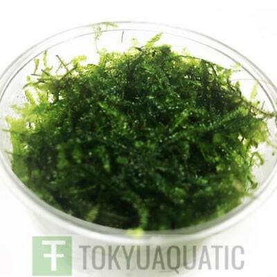 Vesicularia Sp Christmas Moss in Cup Freshwater Live Aquarium Plants Java Moss