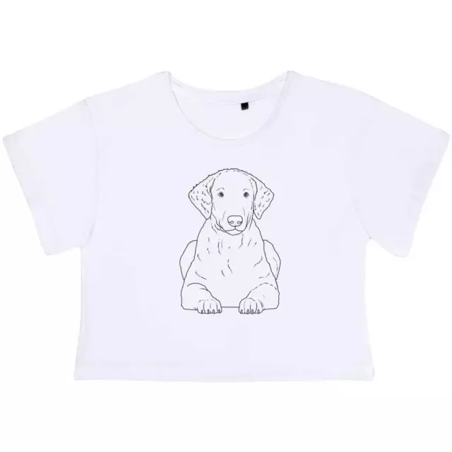 'Curly Coated Retriever' Women's Cotton Crop Tops (CO042529)