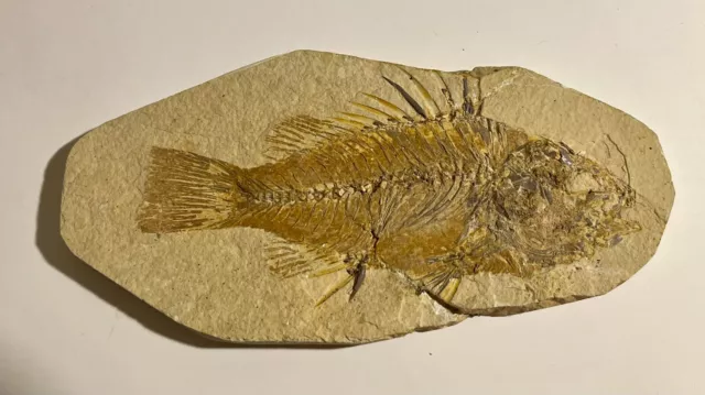 Versteinerungen Fossilien Fisch