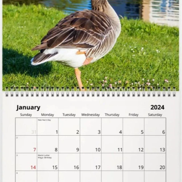PAPER 2024 DUCK Calendar Calendar Time Planning 2024 Calendar Desk Decoration EUR 10,88