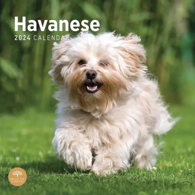 Just Havanese Calendar 2024 - Dogs - Month To View