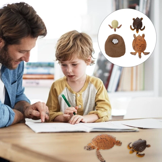 1 Satz Turtle Wachstumszyklusmodelle Frühaufbildungsspielzeug Turtle Cognitive