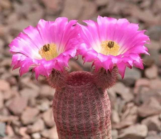 RAINBOW CACTUS (Echinocereus rigidissimus ssp rubispinus) 10 seeds