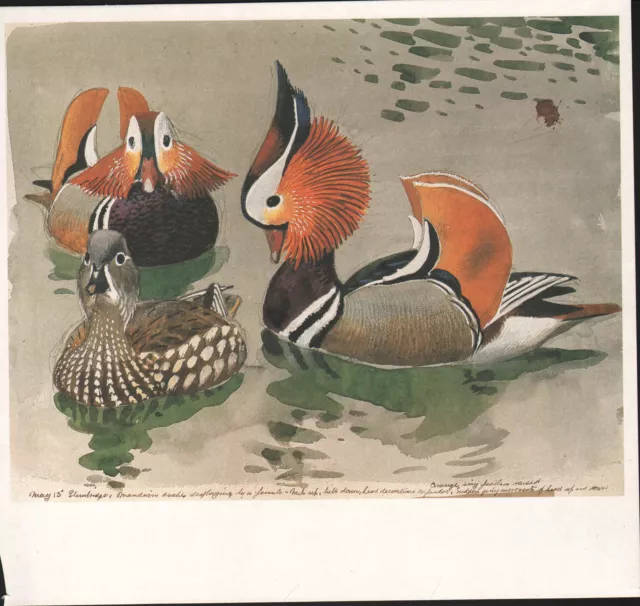 Beau Vintage Oiseau Imprimé ~ Mandarine Mâle & Femelle~Tunnicliffe