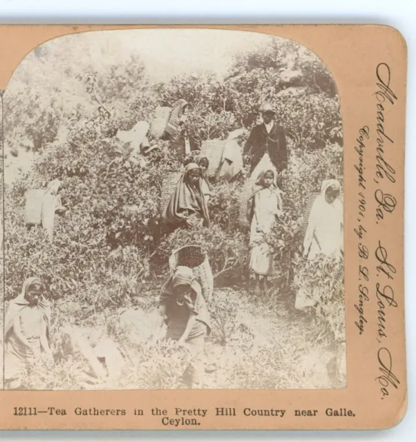 Tea Gatherers in Hill Countru near Galle Ceylon Stereoview