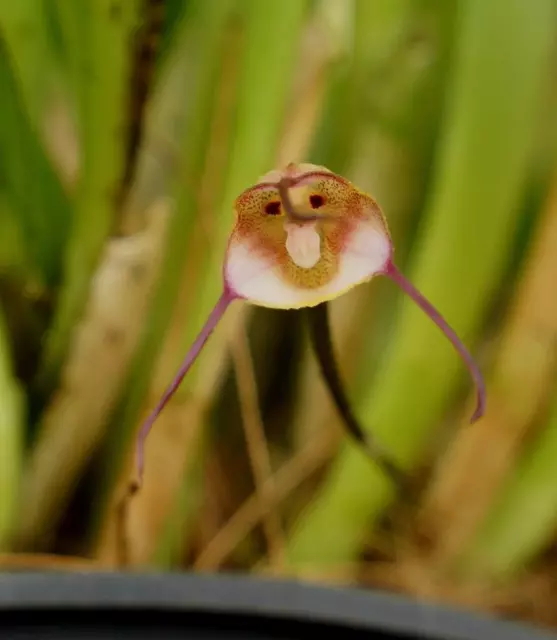 Blooming Size Miniature Orchid Species Plant Dracula mantissa.