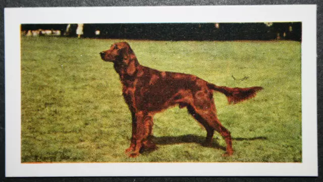 IRISH SETTER   Vintage 1960's Photo Card  CD25M