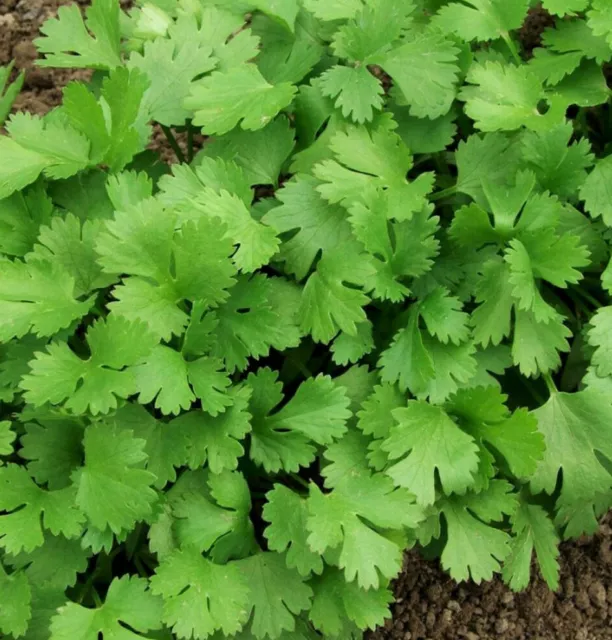 Leisure Cilantro Seeds | Slow Bolt Mexican Coriander Culantro Parsley Herb 2024