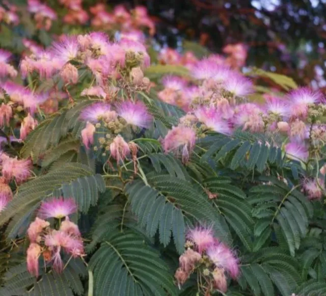 20 Pink Persian Silk Mimosa Tree Seeds FREE SHIPPING
