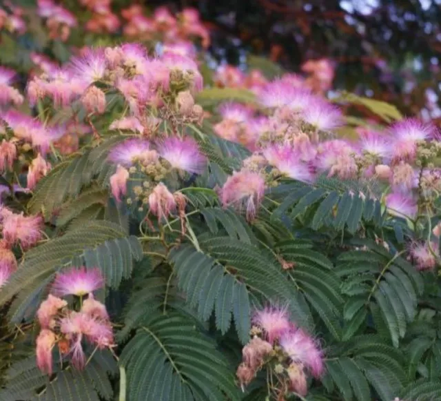 20 Pink Persian Silk Mimosa Tree Seeds FREE SHIPPING Easy To Grow