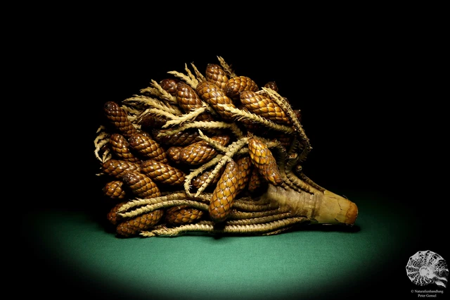 Raphia farinifera tropical centroáfrica palmera reciente frutos secos especie