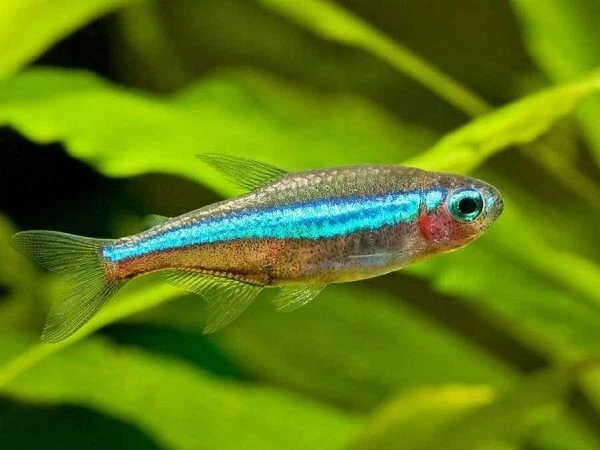 Group of 8+2 Live Green Neon Tetras Freshwater Tropical Schooling Fish A+++