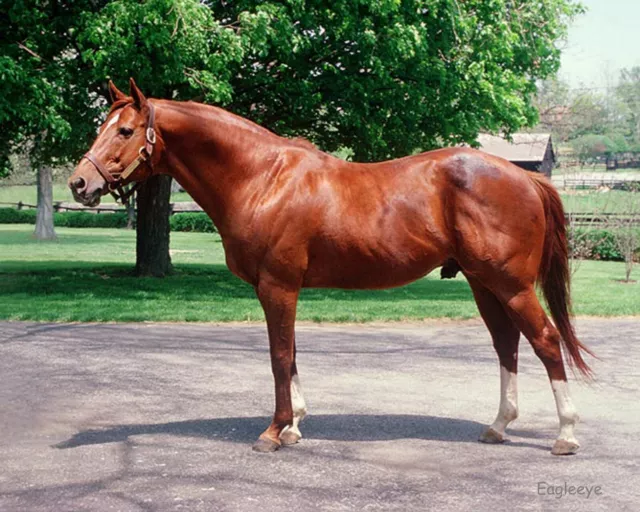 SECRETARIAT 8 X 10 Photos COLOR Horse Racing TRIPLE CROWN WINNER ~ Lot of (2)