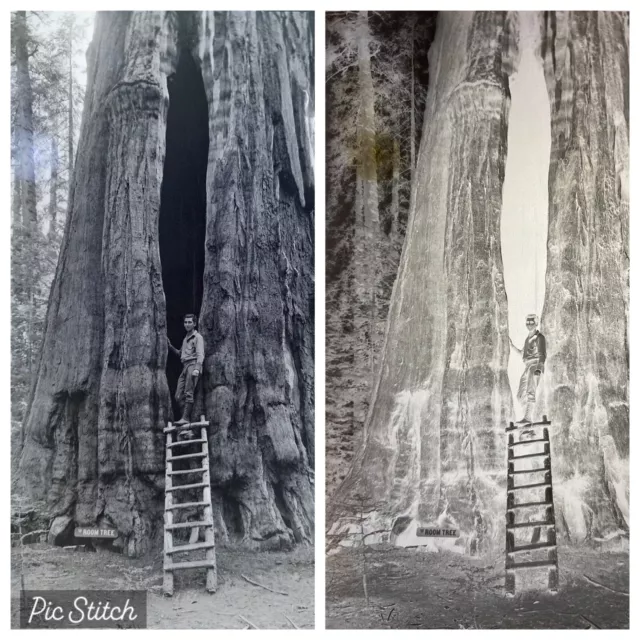 Antique Cellulose Nitrate Negative Room Tree Photo  Man Ladder GG NP Bell 1920’s