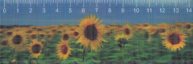 3D - Lineal: Sonnenblumen - Feld - Sunflowers (Helianths annuus)