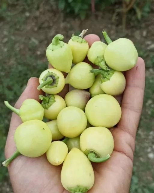 50+ Türkische Runde Chili Gelb Peperoni Samen Misket Aci Biber Tohum