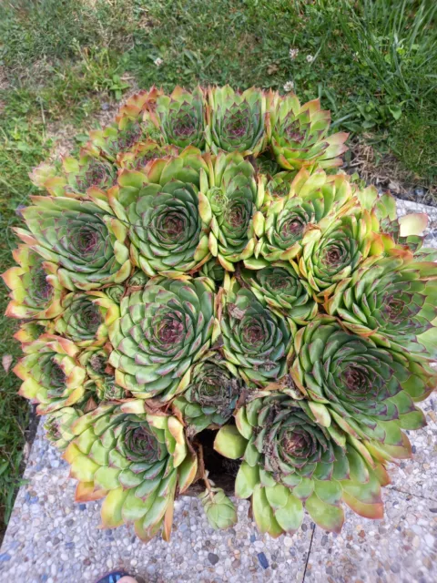 JOUBARBE sempervivum x 5 plantes / vivaces / succulentes/ extérieur-se multiplie