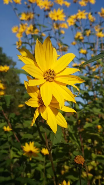 Topinambur "Topstar" 5 Pflanzknollen Sonnen Blume Essbar superfood Sichtschutz