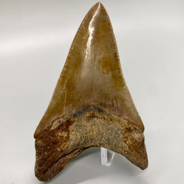 Very Colorful Sharply Serrated 4.14" Fossil Lower MEGALODON Tooth - USA