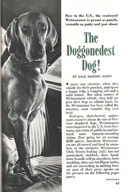 WEIMARANER DOG New to America 1951 PROUD & VERSATILE PICTORIAL RETRIEVER SHOWMAN