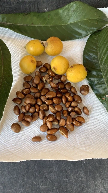 25 seeds Fresh from Organic Loquat Fruit Tree Japanese Plum Seeds 25 seeds Fresh from Organic Loquat Fruit Tree Japanese Plum Seeds