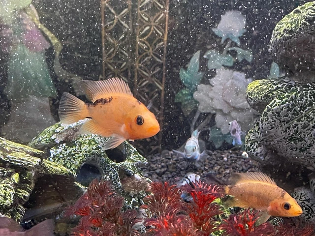 Super Red Devil Cichlid 1" - 3.5" Live Tropical Freshwater Fish South American 3