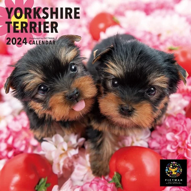 PICTWAN 2024 CALENDAR S version Yorkshire Terrier S045 Japan 45.81