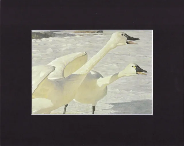 8X10" Matted Print Art Painting Picture, Robert Bateman: Courting Swans, 1976