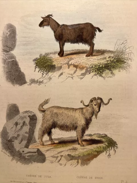 Cabra Carnero 1856 Antiguo Ilustración coloreada a mano Animales Acuarelas...