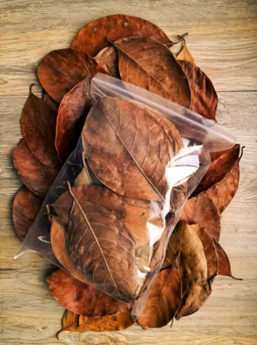 DRIED JACK FRUIT 100 PCs LEAVES Organic Bio Film Shrimp Aquarium Ceylon Natural