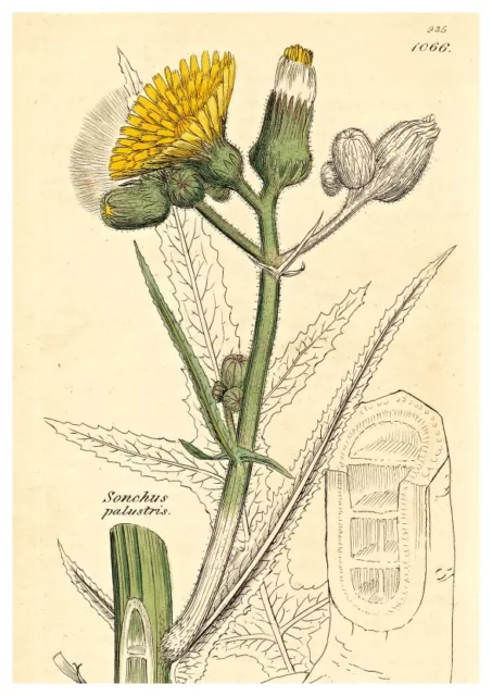 Blumen, Blüten, Kräuter - Sumpf-Gänsedistel - Altkolorierter Kupferstich 1801