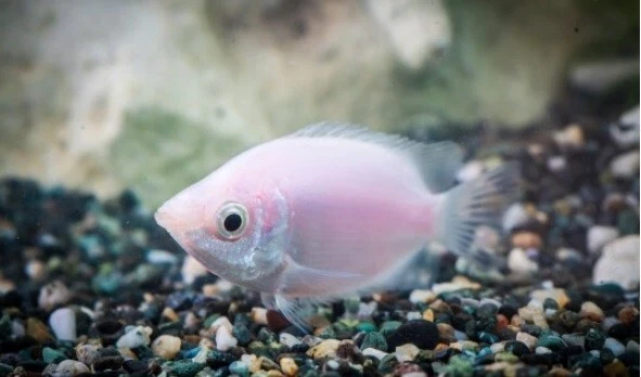 3x Pink Kissing Gourami (2-2.5") Live Fish 2Day Fedex shipping