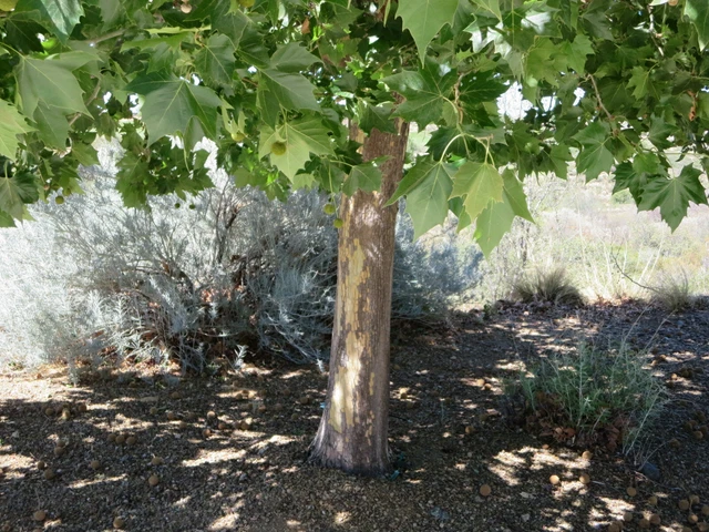 Seed Pods Heads 2021 Arizona Sycamore Tree Crafts Coronas Decoración 1,5" Diapositiva Lote 25 6