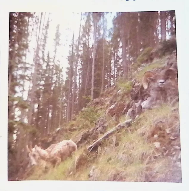 Big Horn Sheep Near Banff National Park Alberta Canada 1960s 3.5x3.5"