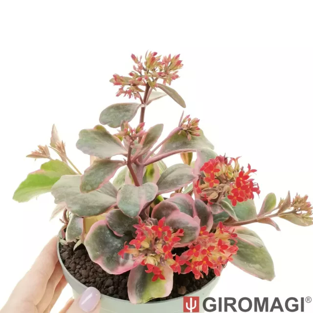 Kalanchoe blossfeldiana f. variegated カランコエ POTØ14cm - GIROMAGI Cactus