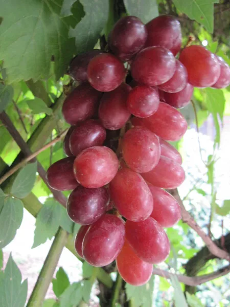Vitis vinifera Kishmish Luchistyi | kernlos und langtraubig süße Rosé-Weintraube